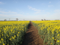 P2018DSC00045	Crossing a field of rape on the way to Sibbertoft.