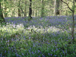 P2018DSC00057	Bluebells in Sibbertoft Wood.