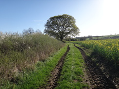 P2018DSC00063	The path on the way to East Farndon.