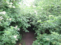 P2018DSC00987	An overgrown stretch of path to the east of Wansford.