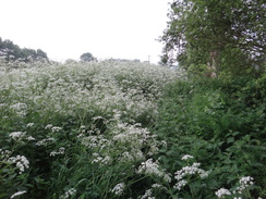 P2018DSC01000	Yet another stretch of overgrown path.