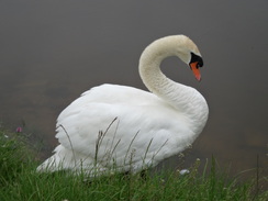 P2018DSC01046	A swan by the river.