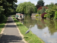 P2018DSC01639	A heron on the towpath.