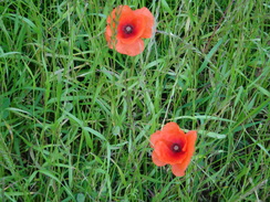 P2018DSC01931	Poppies.