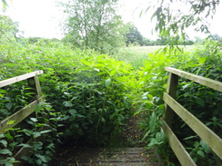 P2018DSC02027	An overgrown area to the east of Montford Bridge.