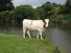 P2018DSC02051	A cow beside the Severn.