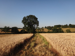 P2018DSC02378	Crossing fields north towards Charwelton.