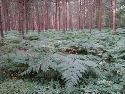 P2018DSC02613	Harlestone Heath.