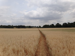 P2018DSC02690	The path between Kislingbury and Upton.