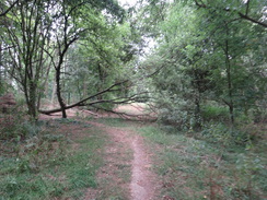 P2018DSC02811	Woodland on the flank of Hemplow Hills.