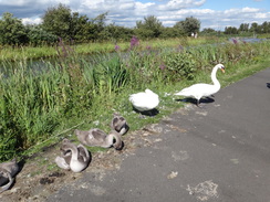 P2018DSC03156	Swans by the canal.