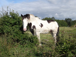 P2018DSC03491	A friendly horse near Bethankie Bridge.