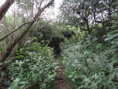 P2018DSC03712	The path to the east of the A879.