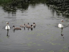 P2018DSC04005	Swans on the canal.