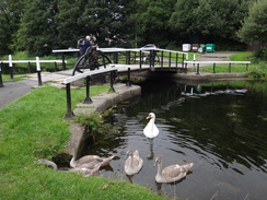 P2018DSC04193	Swans on the canal in Old Kilpatrick.