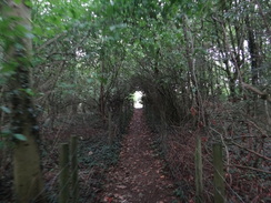 P2018DSC04397	A tunnel through trees near Epwell.
