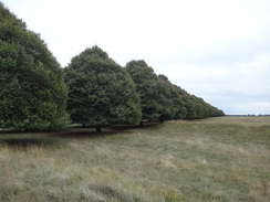 P2018DSC04914	Sculptured trees beside the main avenue through Blenheim Great Park.