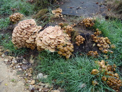 P2018DSC05276	Mushrooms.