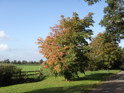 P2018DSC05618	A tree beside Holmshaw Lane.