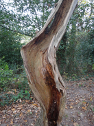 P2018DSC05682	A tree beside the Papplewick Trail.