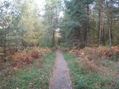 P2018DSC05718	A path through Nomanshill Wood.