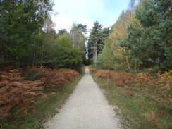 P2018DSC05776	Following the path north through Clipstone Forest.