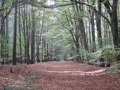 P2018DSC05779	Following the path north through Clipstone Forest.