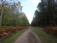 P2018DSC05781	Following the path north through Clipstone Forest.