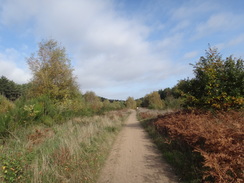 P2018DSC05785	Following the path north through Clipstone Forest.