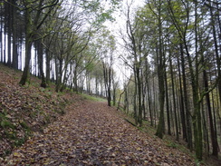 P2018DSC06004	A path through Macclesfield Forest.