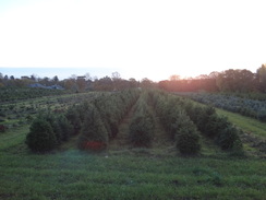 P2018DSC06071	Christmas trees growing outside Evesham.