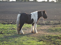 P2018DSC06088	A horse on Red Lane, to the north of Hampton.