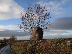 P2018DSC06924	A tree stump beside the road leading west out of Copmanthorpe.