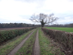 P2018DSC07025	The track leading west towards Wetherby.