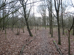 P2019DSC07127	The path through woodland paralleling the A1005.