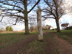 P2019DSC07226	A tree stump in the patk near Chingford.