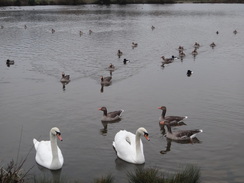 P2019DSC07314	A lake in Hainault Forest Country Park.