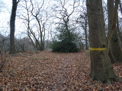 P2019DSC07330	The path through the trees beside the golf course after leaving Hainault Forest Country Park.