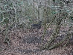 P2019DSC07381	A Fallow Deer in a field in Harrold Hill.