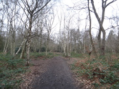 P2019DSC07843	Heading west through Park Wood towards the A208.