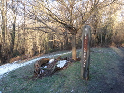 P2019DSC07962	The 'new' Wilberforce Oak.