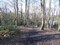 P2019DSC08048	The path through Littleheath Woods.