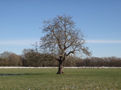P2019DSC08054	A solitary tree in a field near Farleigh.