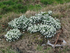 P2019DSC08277	Snowdrops by the towpath.