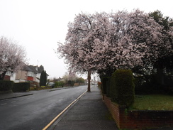 P2019DSCF2021	Blossoms om the road leading up to Clock House.