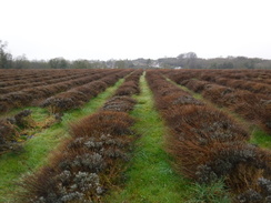 P2019DSCF2034	A lavender farm near The Oaks.