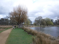 P2019DSCF2214	A lake in Bushy Park.