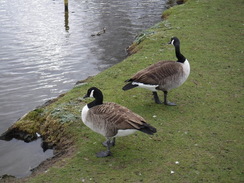 P2019DSCF2224	Geese by a lake in Bushy Park.