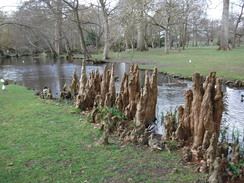 P2019DSCF2236	Swamp Cypress roots in Bushy Park.