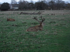 P2019DSCF2261	Deer in Bushy Park.